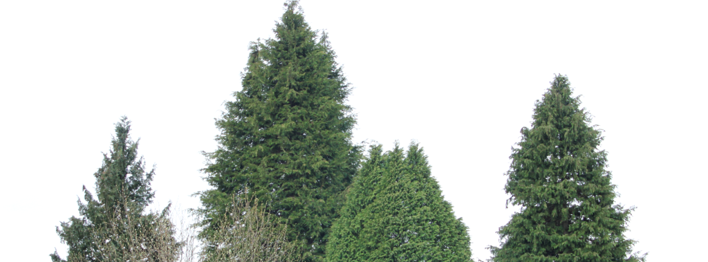 The tops of a row of trees. There are two tall cedar trees in the middle, smaller cedar trees on either side, and the top of another smaller conifer visible.