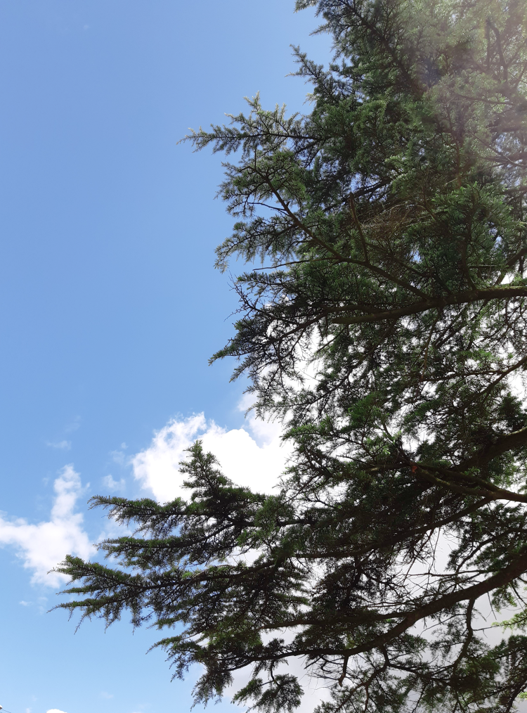 A photo showing the branches of a cedar tree with blue sky and a small white cloud in the background.